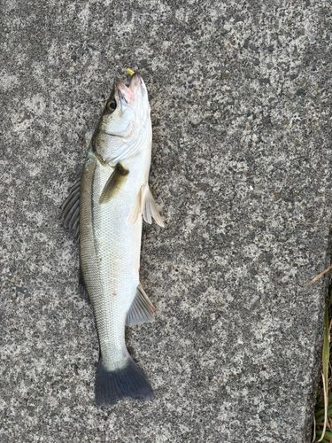 フッコ（マルスズキ）の釣果