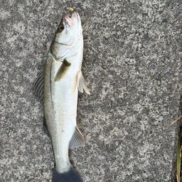 フッコ（マルスズキ）