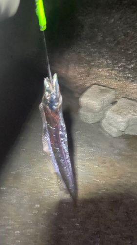 タチウオの釣果