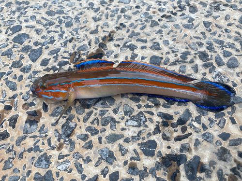 ニシキハゼの釣果