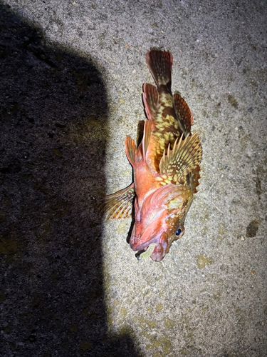 釣果