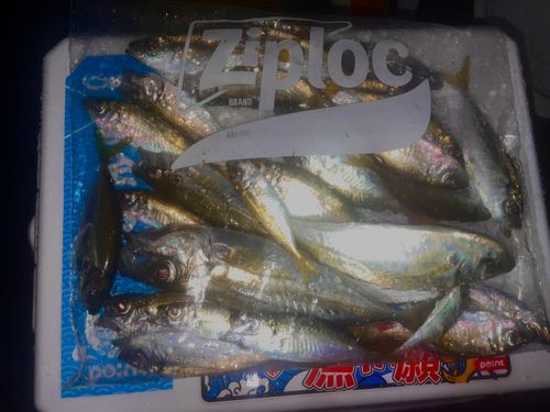 アジの釣果