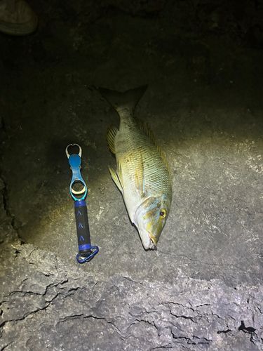 タマンの釣果