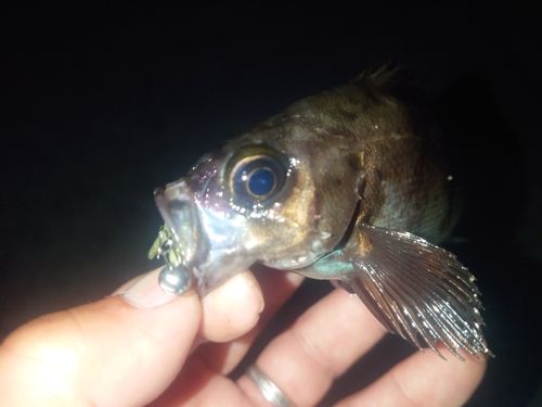 メバルの釣果