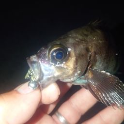 メバル