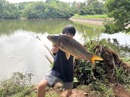 コイの釣果