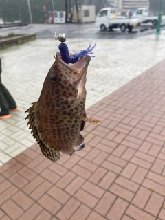 オオモンハタの釣果