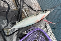 ゴマサバの釣果