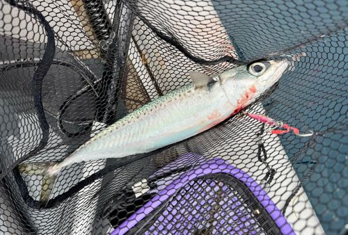 ゴマサバの釣果