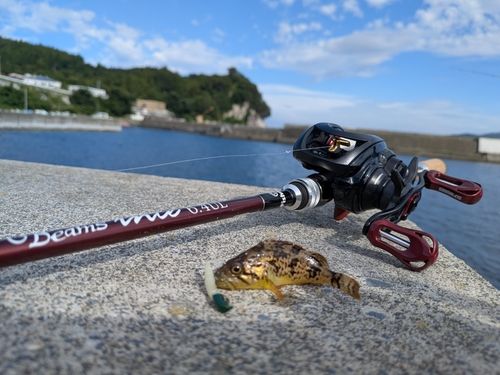 クロソイの釣果