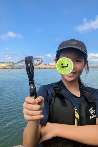 メアジの釣果