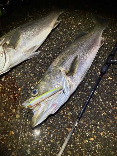 シーバスの釣果