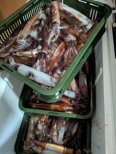 スルメイカの釣果