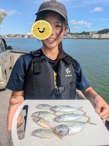 メッキの釣果