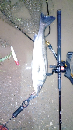 スズキの釣果