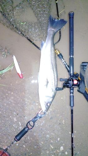 スズキの釣果