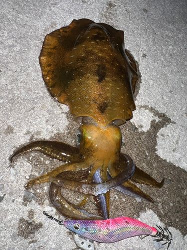 アオリイカの釣果