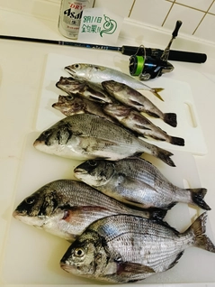 クロダイの釣果