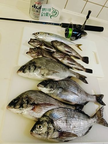 クロダイの釣果