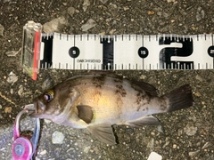 シロメバルの釣果