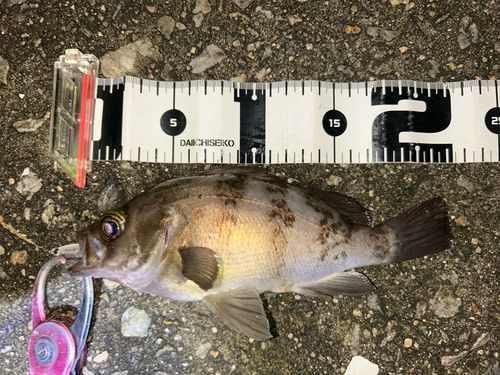 シロメバルの釣果
