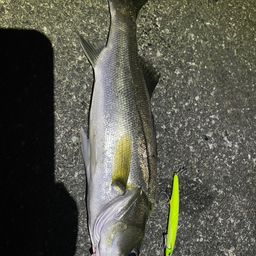 セイゴ（マルスズキ）