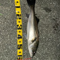 セイゴ（マルスズキ）