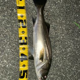 セイゴ（マルスズキ）