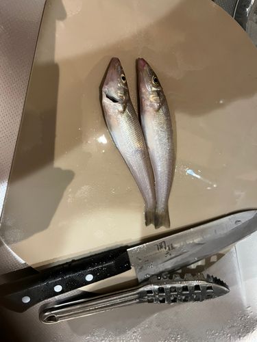 キスの釣果