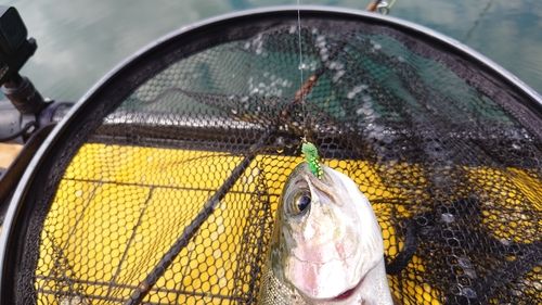 ニジマスの釣果