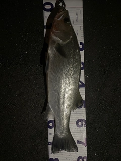 ヒラスズキの釣果