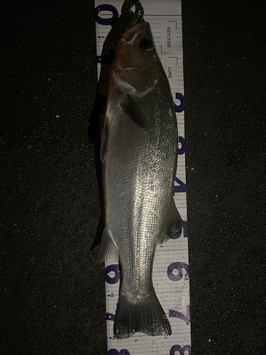 ヒラスズキの釣果