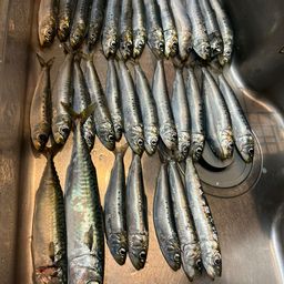 カタクチイワシ