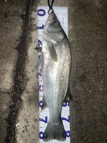 ヒラスズキの釣果