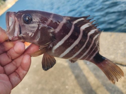 マハタの釣果