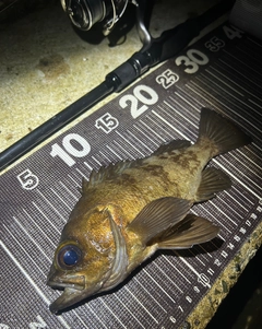 メバルの釣果