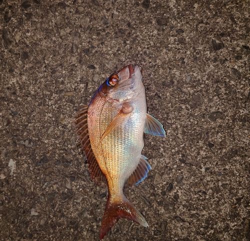 マダイの釣果