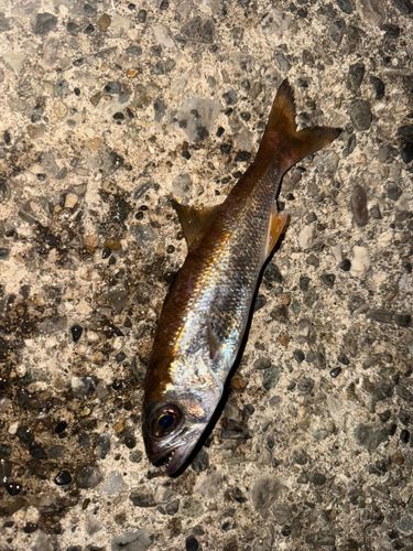 ムツの釣果