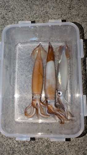 スルメイカの釣果