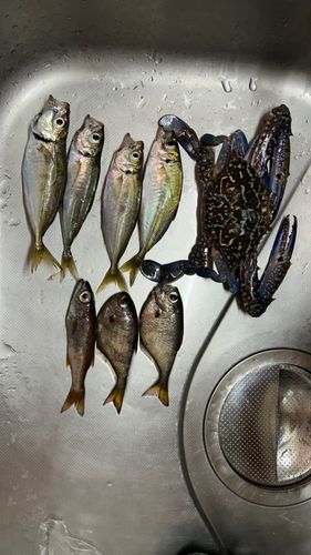 アジの釣果