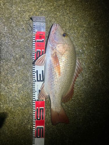 ゴマフエダイの釣果