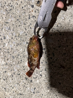 カサゴの釣果