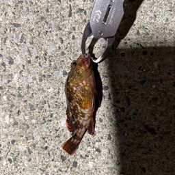 カサゴ
