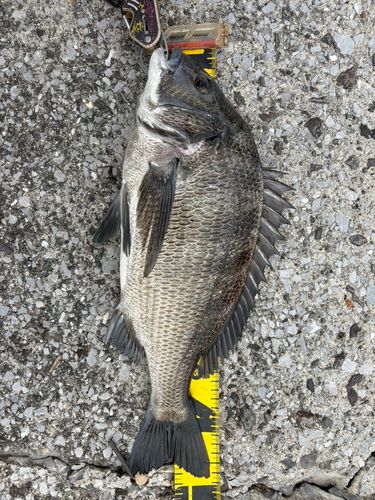 クロダイの釣果