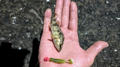 タケノコメバルの釣果