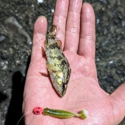 タケノコメバル