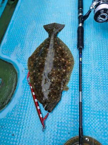 ヒラメの釣果
