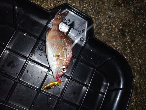 タイの釣果