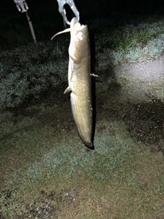 ニホンナマズの釣果