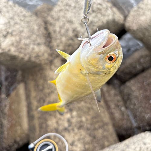 メッキの釣果